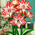 Амариллис гибридный Exotic Peacock