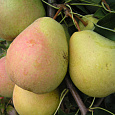 Груша плодовая Велеса