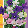 Платикодон (ширококолокольчик)  Фиджи Смесь окрасок