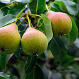 Груша плодовая Любимица Яковлева