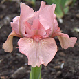Ирис карликовый Пинк Кастион