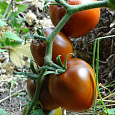 Томат Черная лакомка