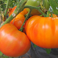 Томат Апельсин