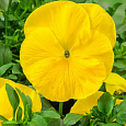 Виола крупноцветковая Инспайер Плюс Еллоу