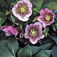 Морозник восточный Pink Lady Spotted