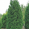Туя западная Брабант