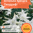 Астильба Арендса Сноудрифт