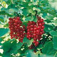 Смородина красная Газель