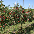 Яблоня Фрегат