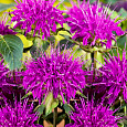 Монарда гибридная Прейринахт