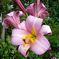 Лилия трубчатая Пинк Перфекшн