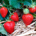 Земляника (Клубника) садовая Витязь