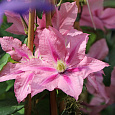 Клематис крупноцветковый Розамунд
