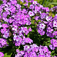 Флокс метельчатый Пёпл Кисс Флокс метельчатый Пёпл Кисс