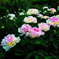 Пион травянистый Расберри Сандей