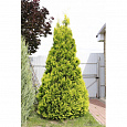 Туя западная Голден Брабант