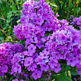 Флокс друммонда Промис лиловый