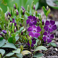 Барвинок (Фиалка ведьм) малый Verino