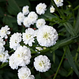 Гипсофила метельчатая Белая