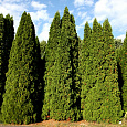 Туя западная Малониана