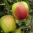 Яблоня Северный синап
