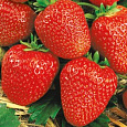 Земляника садовая Вэлери