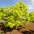 Клен американский Kelly's Gold