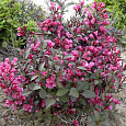 Вейгела цветущая Нана Пурпуреа