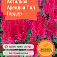 Астильба Арендса Пол Гардер