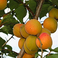 Абрикос обыкновенный Триумф Северный